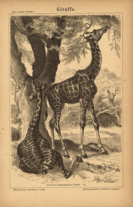 Giraffe. Buchillustration (Stich) von 1876