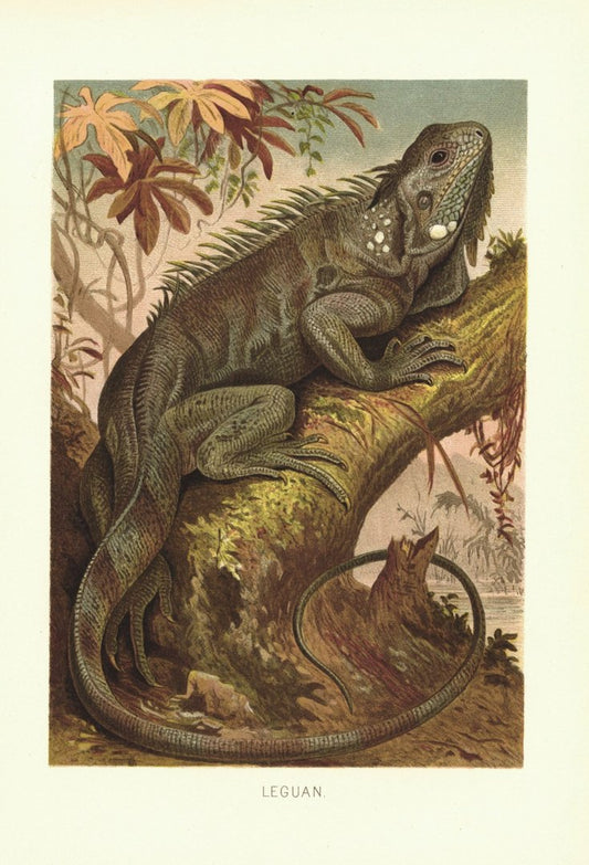 Leguan. Lithografie von 1890