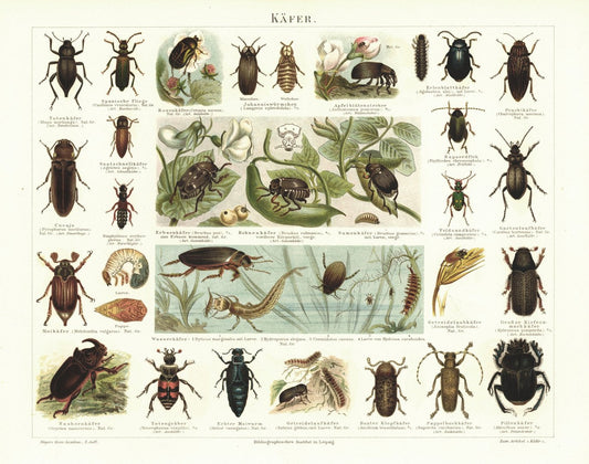 Käfer. Lithografie von 1895