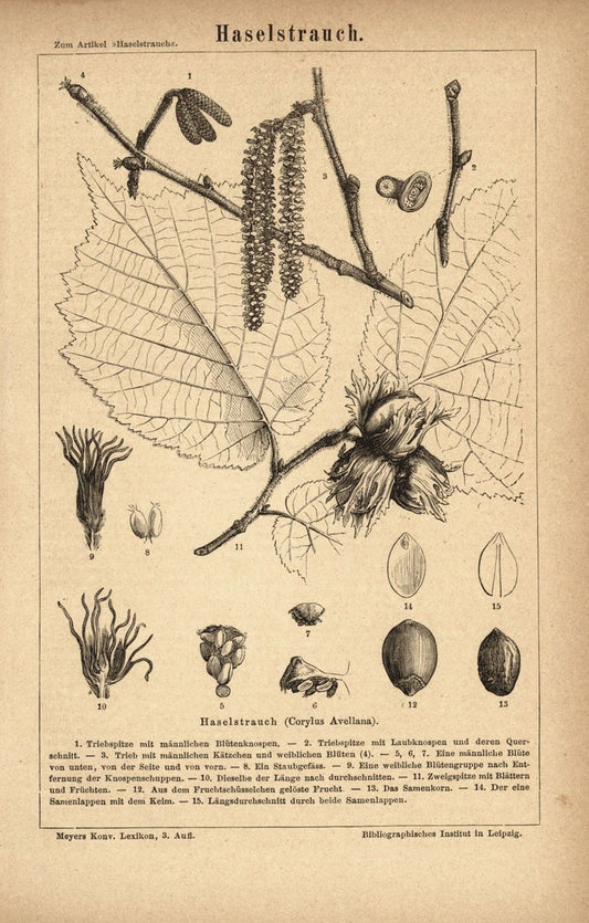 Haselstrauch. Buchillustration (Stich) von 1876
