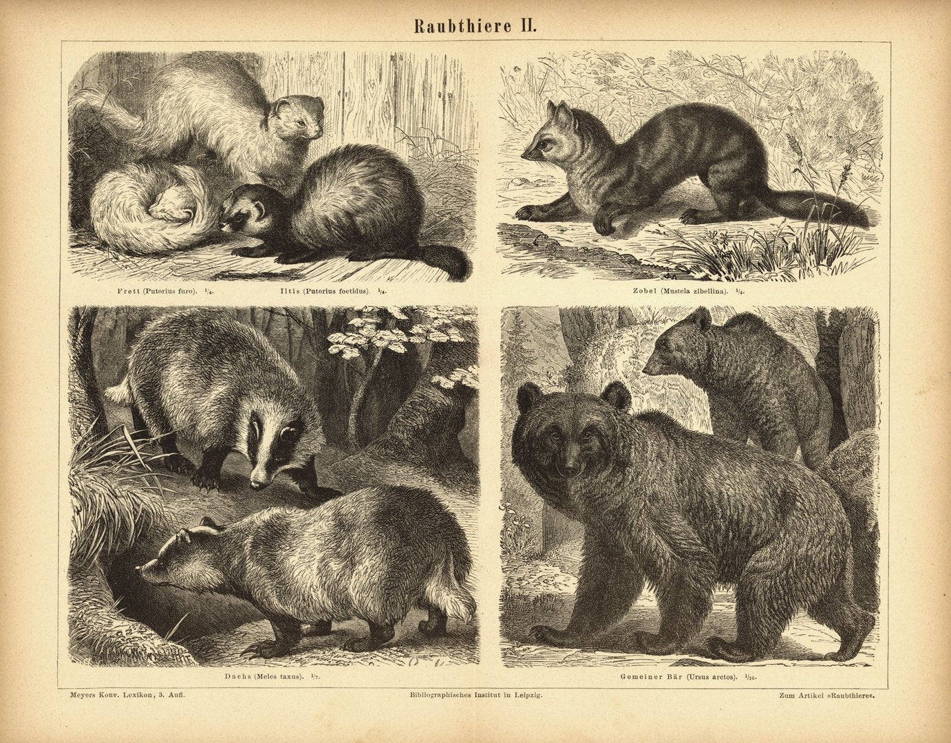 Raubtiere II. Buchillustration (Stich) von 1878