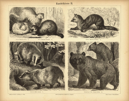 Raubtiere II. Buchillustration (Stich) von 1878
