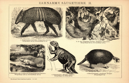 Zahnarme Säugetiere, Faultier u.a.. Buchillustration (Stich) von 1897