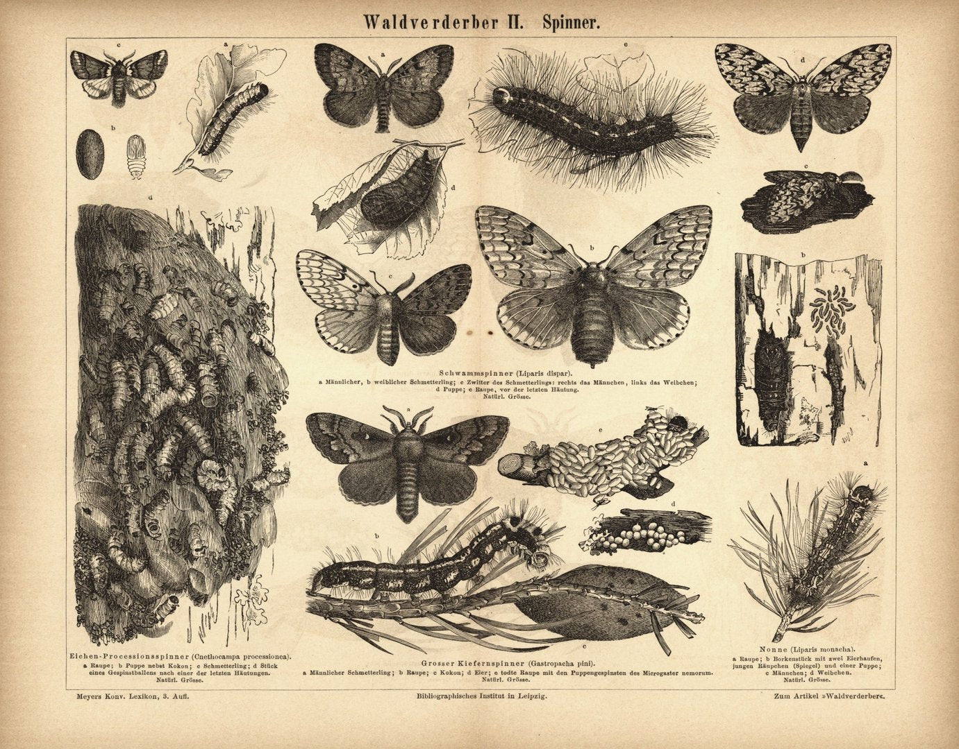 Waldverderber II, Spinner. Buchillustration (Stich) von 1878