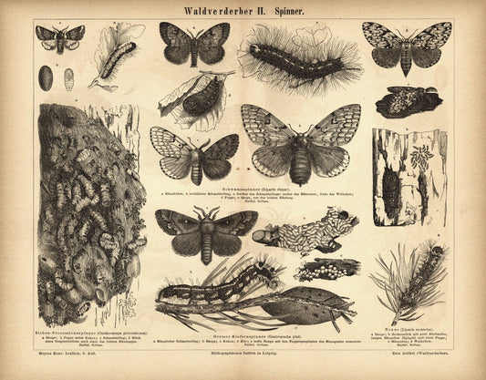 Waldverderber II, Spinner. Buchillustration (Stich) von 1878