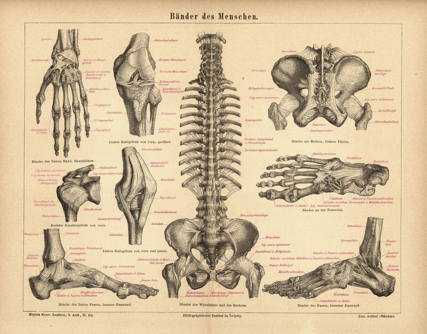 Bänder des Menschen. Buchillustration (Stich) von 1874