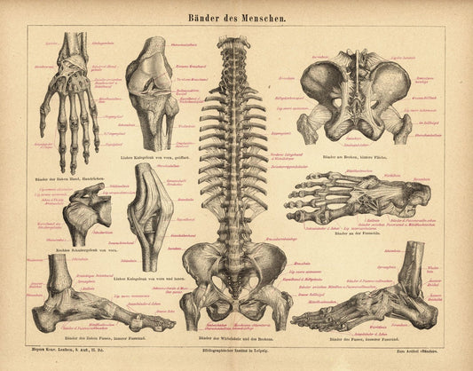 Bänder des Menschen. Buchillustration (Stich) von 1874