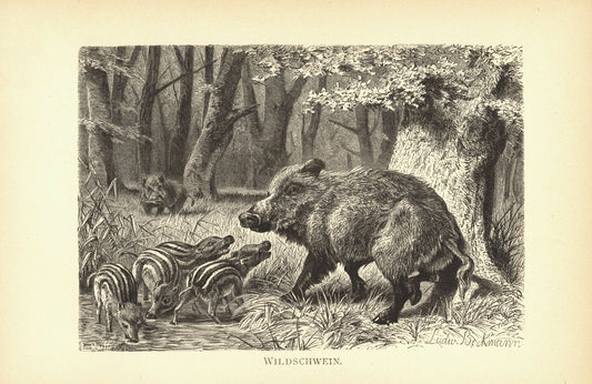 Wildschwein. Buchillustration von 1890