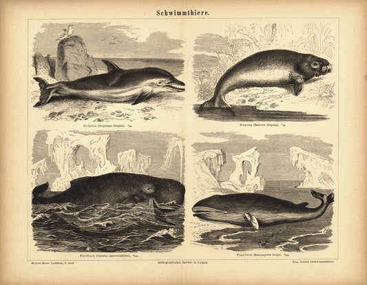 Schwimmtiere, Delfine u.a.. Buchillustration (Stich) von 1878