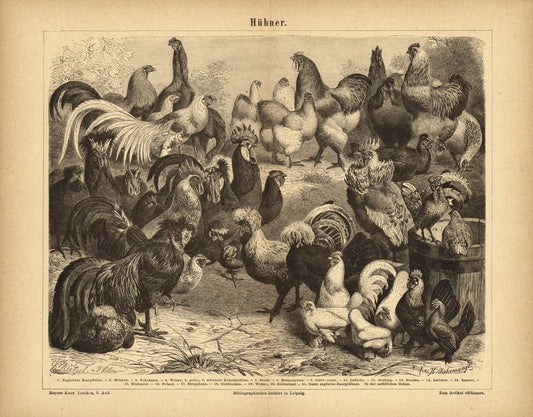 Hühner. Buchillustration (Stich) von 1876