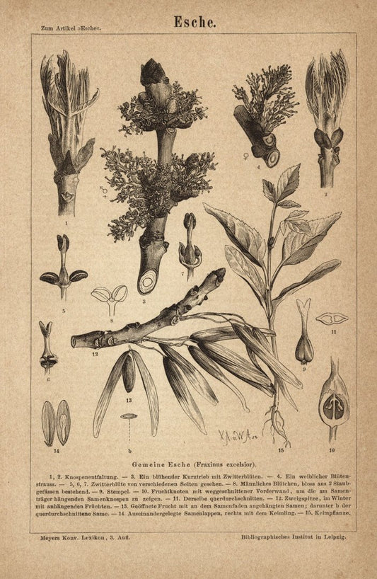 Esche. Buchillustration (Stich) von 1875
