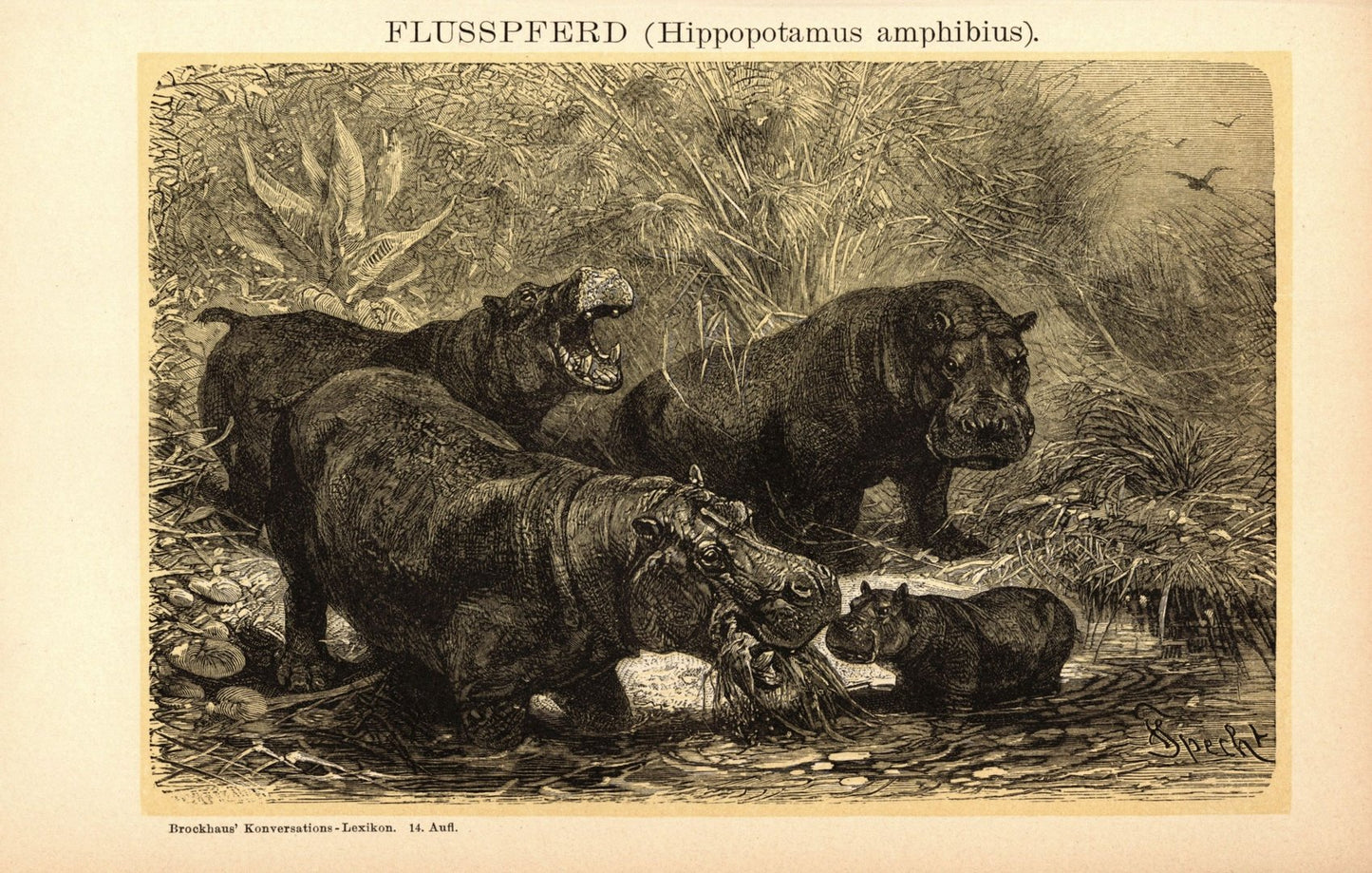 Flusspferd, Nilpferd. Buchillustration (Stich) von 1897