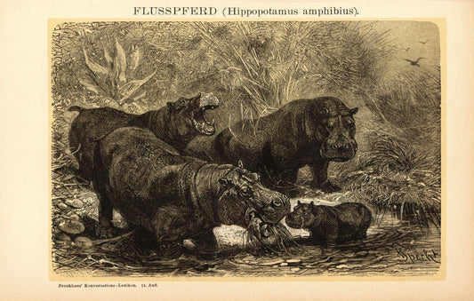 Flusspferd, Nilpferd. Buchillustration (Stich) von 1897