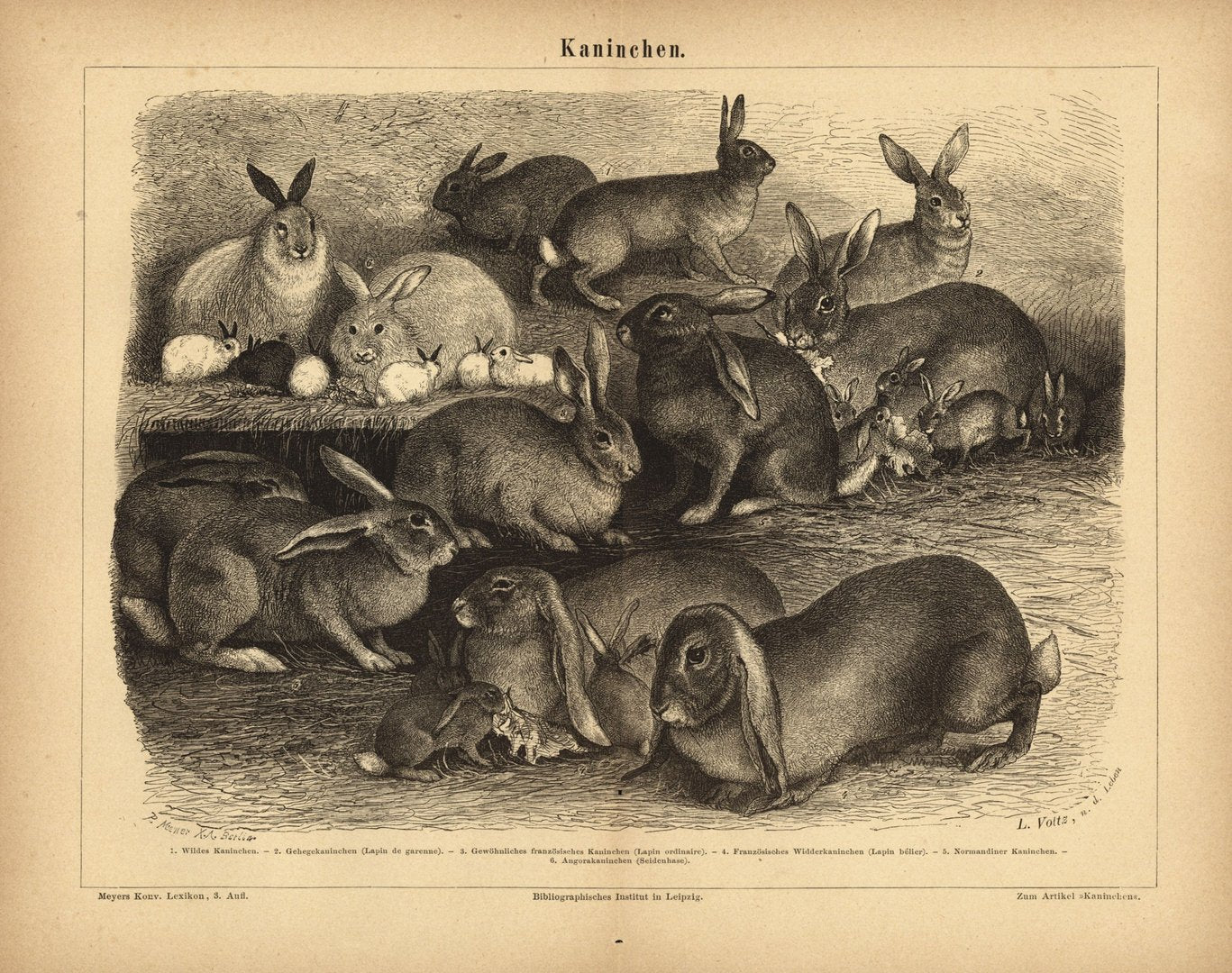 Kaninchen. Buchillustration (Stich) von 1876