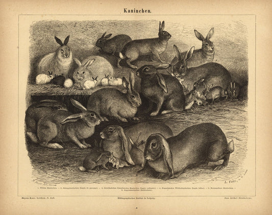 Kaninchen. Buchillustration (Stich) von 1876
