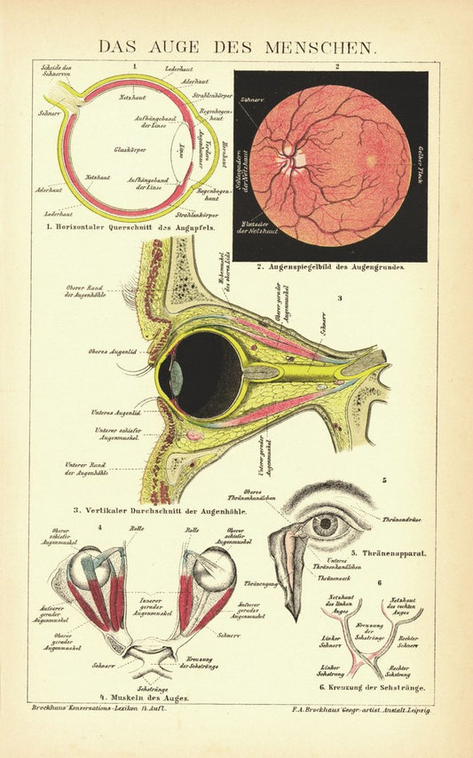 Das Auge des Menschen. Lithographie von 1894