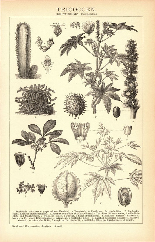 Tricoccen. Buchillustration (Stich) von 1897
