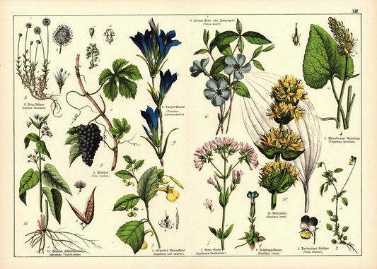 Pflanzen, Petandria Monogynia, z.B. Weinstock. Farblithografie von 1887. Tafel 13