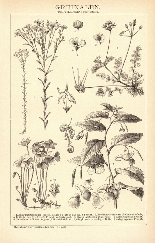 Gruinalen. Buchillustration (Stich) von 1897