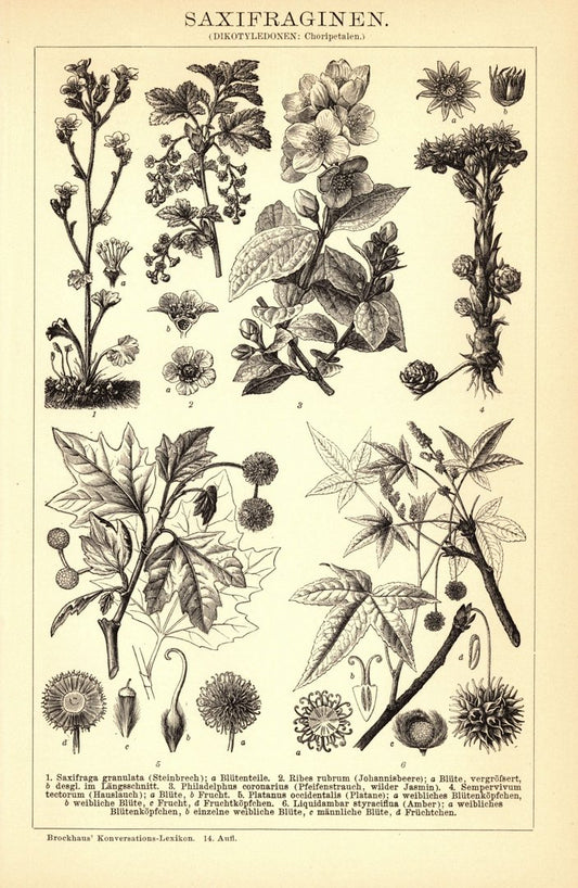 Saxifraginen. Buchillustration (Stich) von 1897