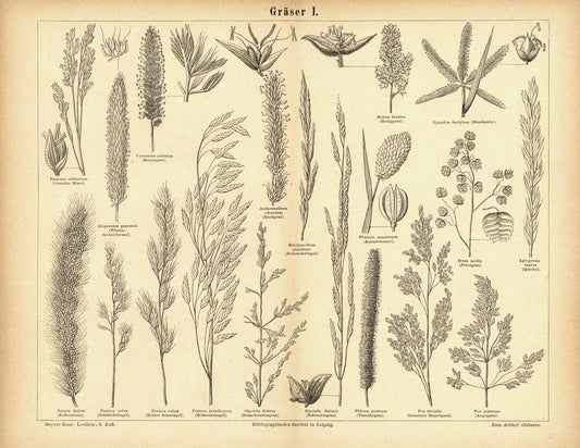 Gräser I. Buchillustration von 1876