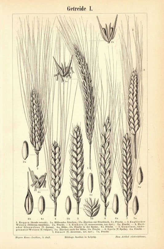Getreide I-II. Buchillustration (Stich) von 1895