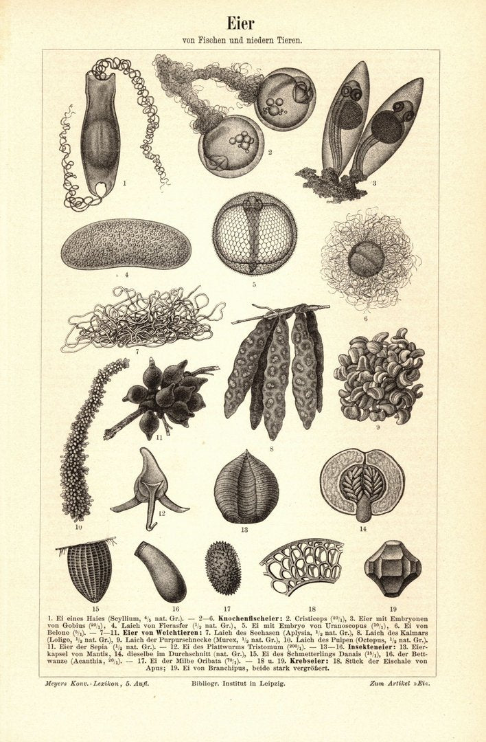 Eier. Buchillustration (Stich) von 1895