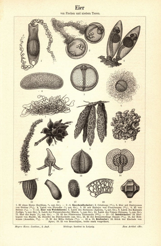 Eier. Buchillustration (Stich) von 1895