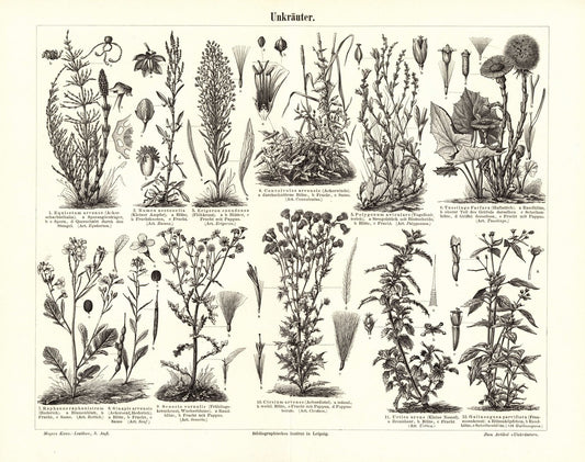 Unkräuter. Buchillustration (Stich) von 1897