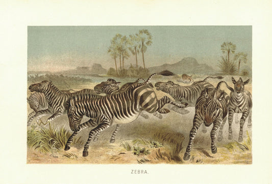 Zebra. Lithografie von 1890