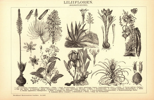 Liliifloren. Buchillustration (Stich) von 1897