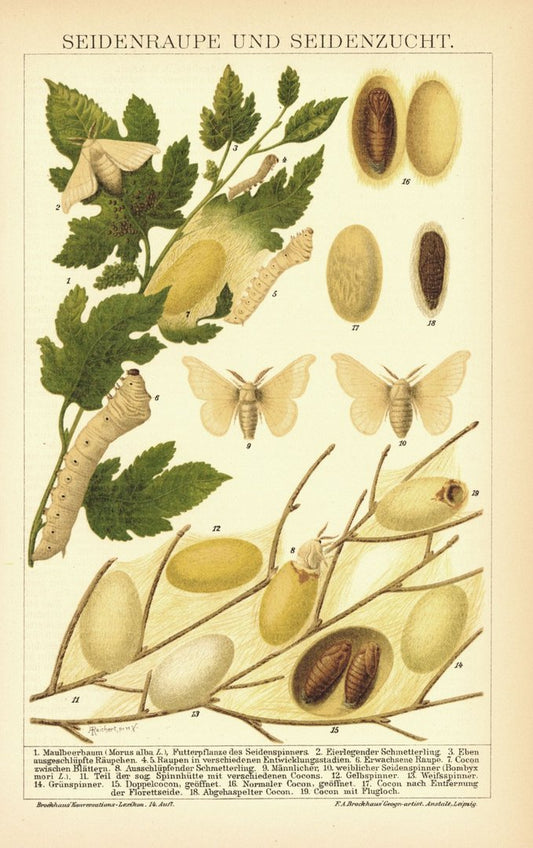 Seidenraupe und Seidenzucht. Lithographie von 1894