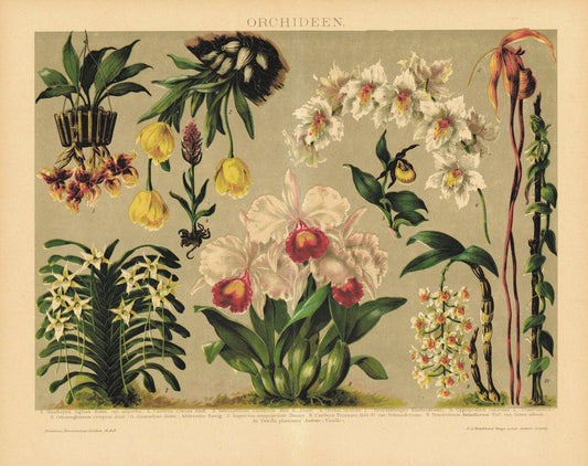 Orchideen. Lithografie von 1920