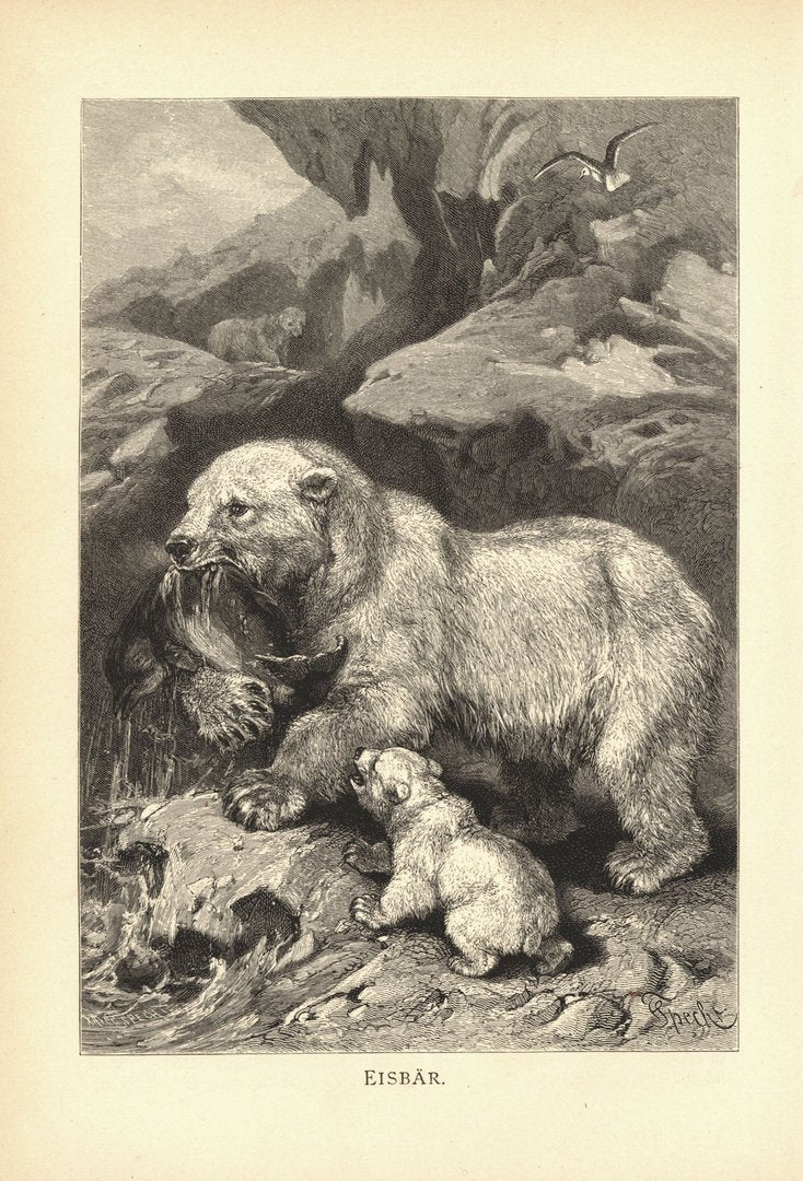 Eisbär . Buchillustration (Holzschnitt) von 1890