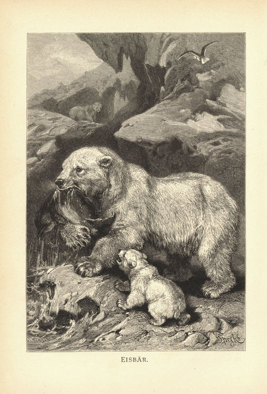 Eisbär . Buchillustration (Holzschnitt) von 1890