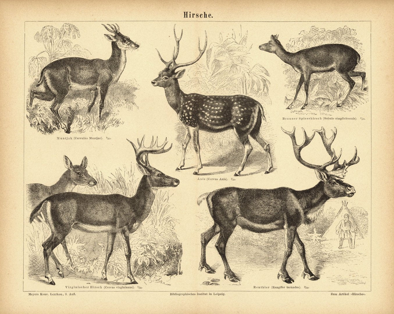 Hirsche. Buchillustration (Stich) von 1876