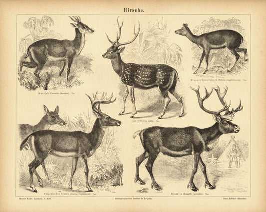 Hirsche. Buchillustration (Stich) von 1876