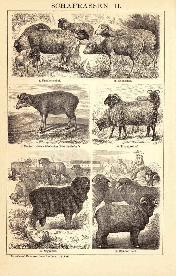 Schafrassen. Buchillustration (Stich) von 1897