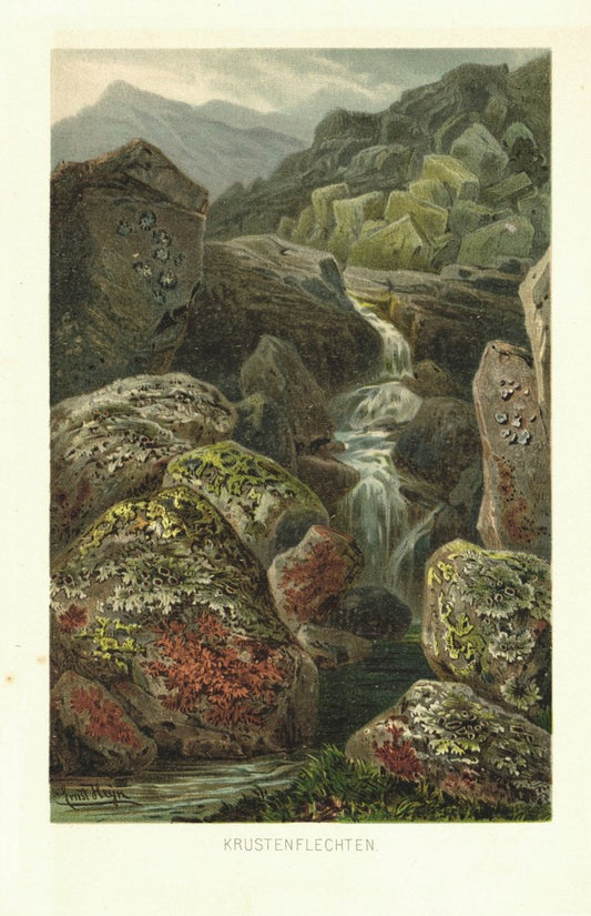 Krustenflechten. Lithographie von 1887