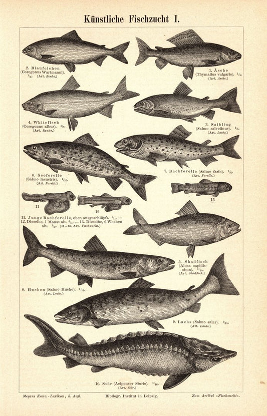 Künstliche Fischzucht. Buchillustration (Stich) von 1895