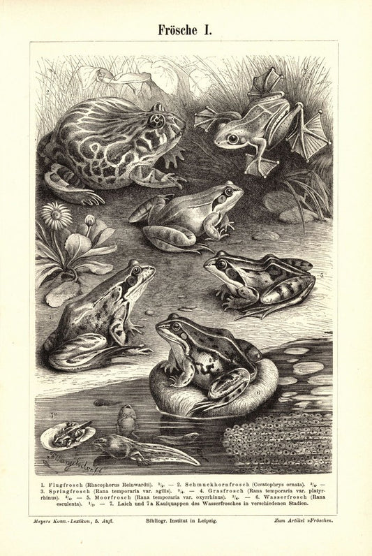Frösche . Buchillustration (Stich) von 1895