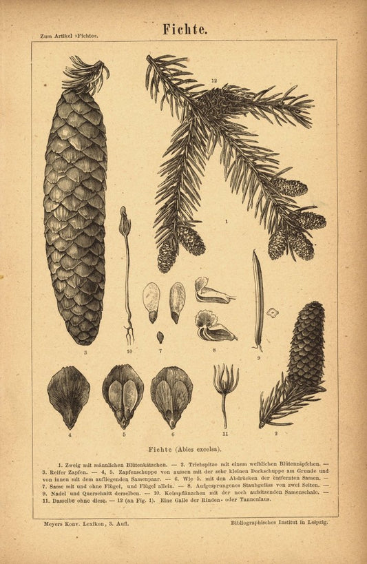 Fichte. Buchillustration (Stich) von 1875
