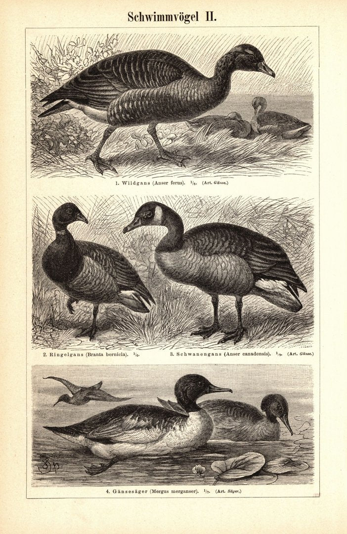 Schwimmvögel I-II. Buchillustration (Stich) von 1897