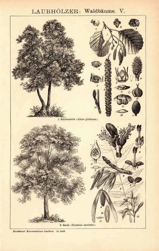 Laubhölzer, Waldbäume V-VI. Buchillustration (Stich) von 1897