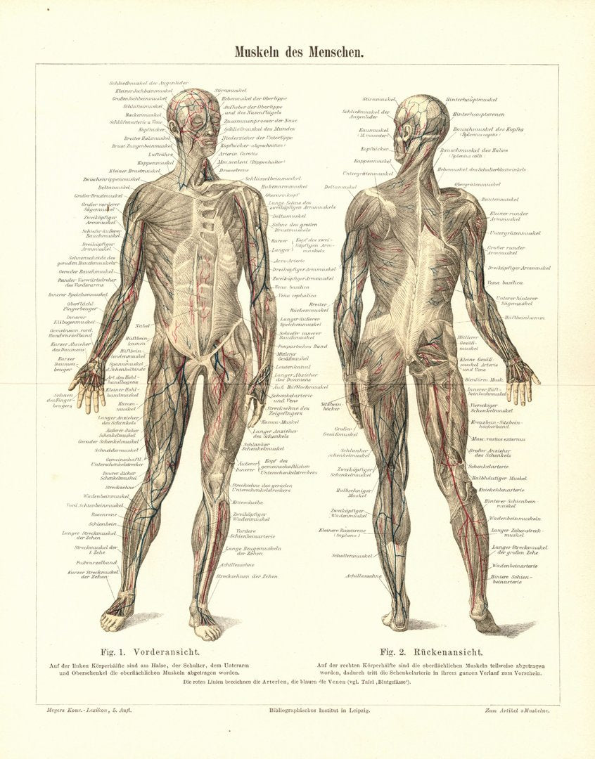 Muskeln des Menschen. Buchillustration von 1897