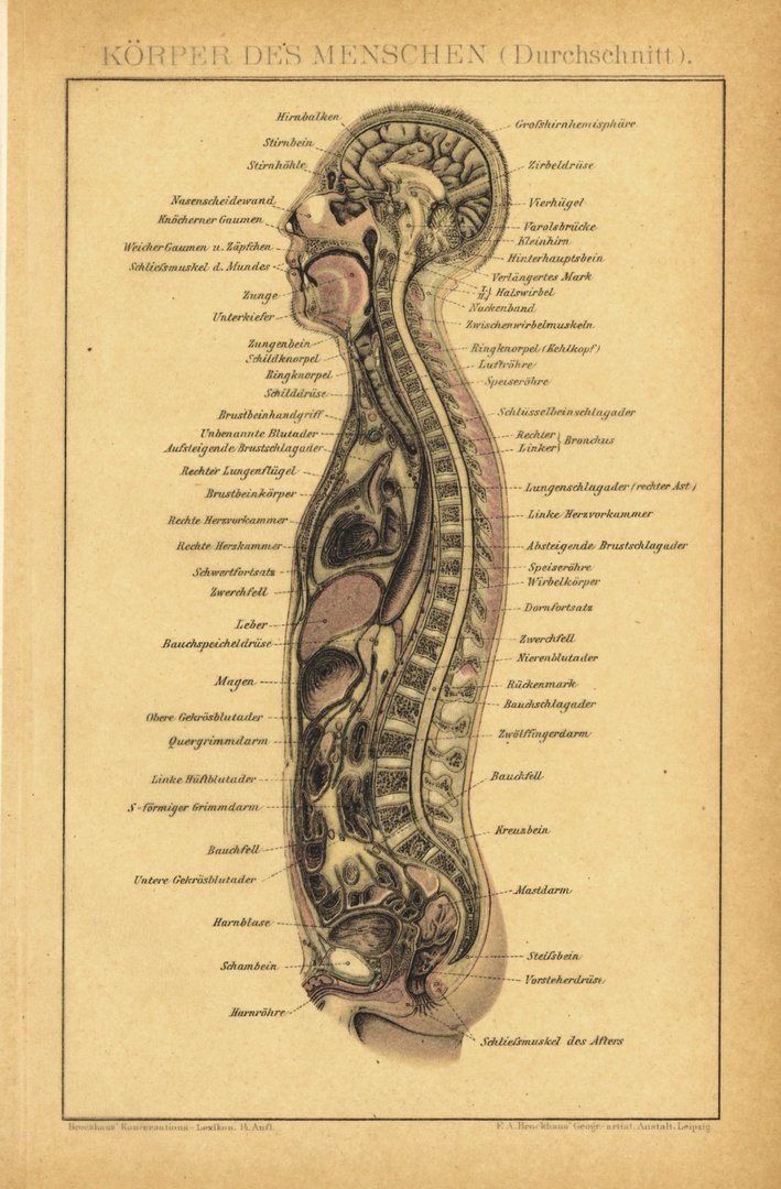 Körper des Menschen, Durchschnitt. Lithographie von 1894