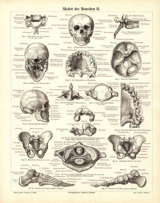 Skelett des Menschen II. Buchillustration (Stich) von 1897