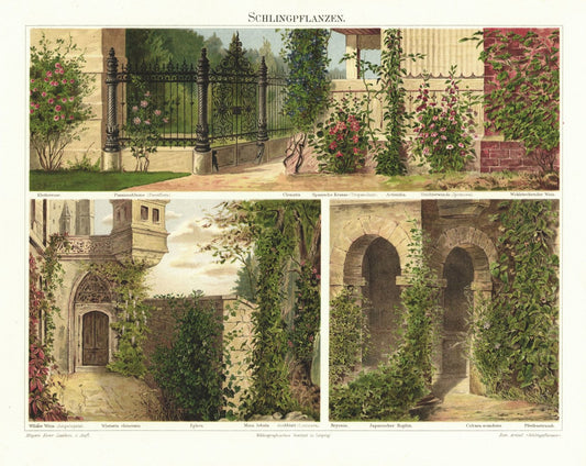 Schlingpflanzen, Efeu, Wein, Kletterrose u.a. Lithografie von 1897