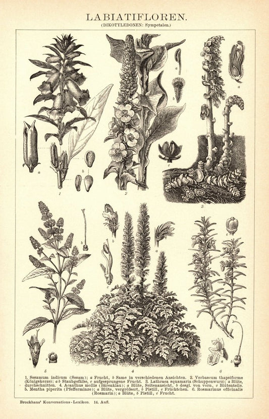 Labiatifloren. Buchillustration (Stich) von 1897