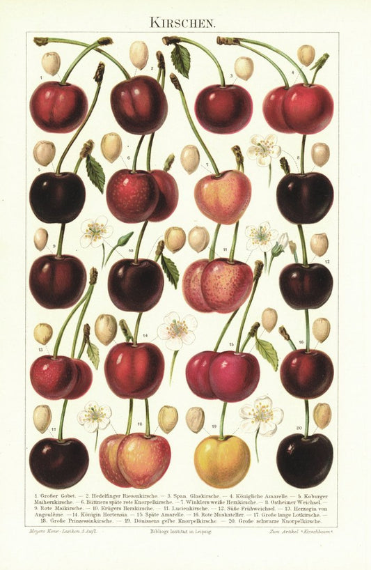 Kirschen, Steinobst. Lithografie von 1896